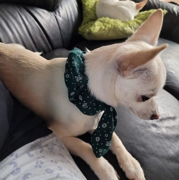 Meet your Posher, Darren - Picture 1 of 1